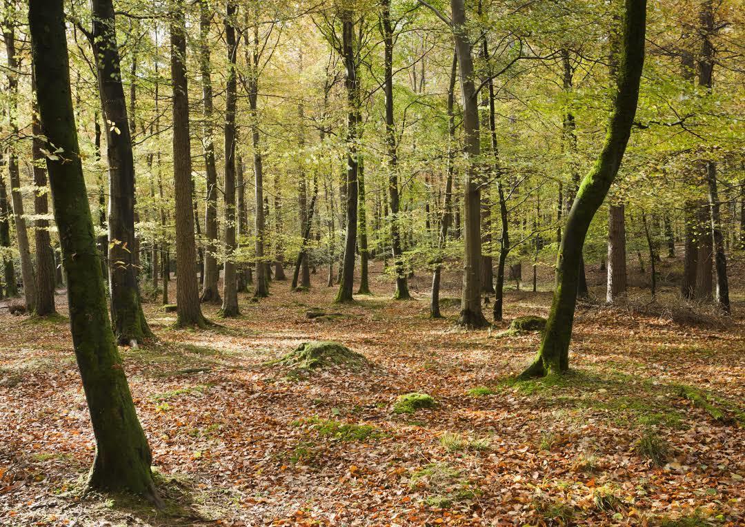 Park Tollymore