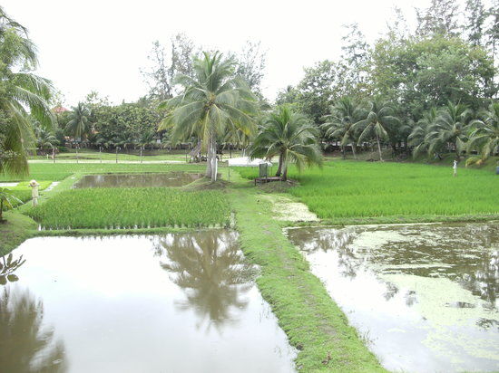 Muzeum Ryżu na Langkawi