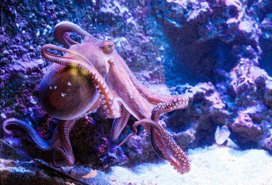 Akwarium w Antalyi